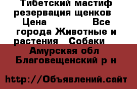 Тибетский мастиф резервация щенков › Цена ­ 100 000 - Все города Животные и растения » Собаки   . Амурская обл.,Благовещенский р-н